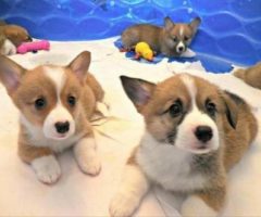 male and female corgi puppies for sale Hastings