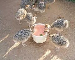 Ostrich chicks for sale from 1 week to six months old