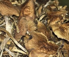 56 grams (2oz) Golden Teacher Mushrooms ( EXPRESS SHIPPING )